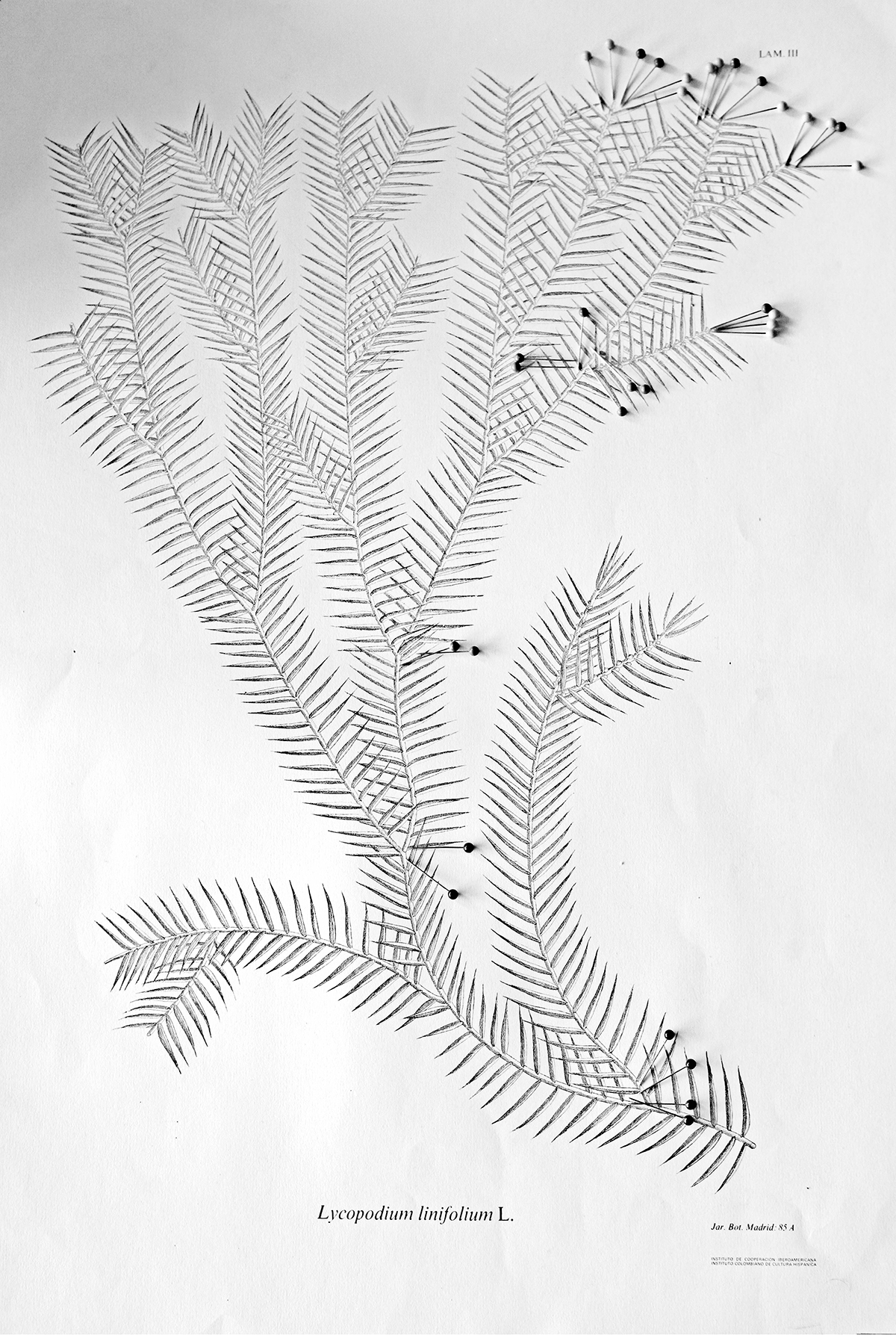 Blossom Botanical underpinning